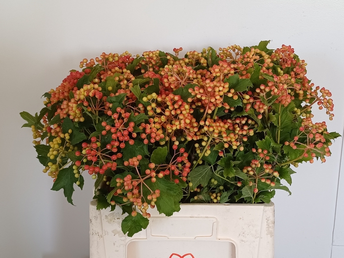 <h4>Viburnum Compactum Mts van Hooijdonk</h4>