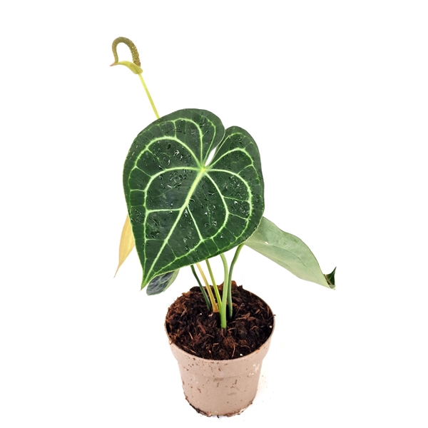 <h4>Anthurium Clarinervium</h4>