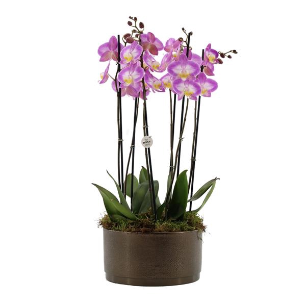 <h4>Your Natural Orchid | 3 x 2 tak ST roze in Sarah Bowl</h4>