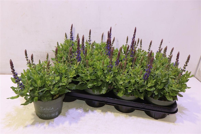 <h4>arr8 Salvia Ne Se Dp Blue</h4>