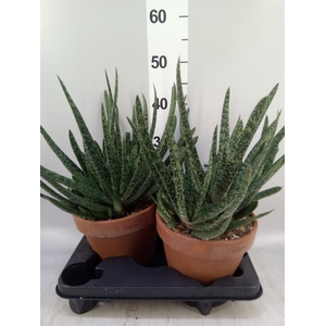 Gasteria carinata var. verrucosa