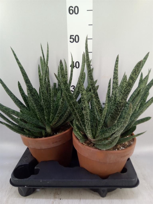 <h4>Gasteria carinata var. verrucosa</h4>