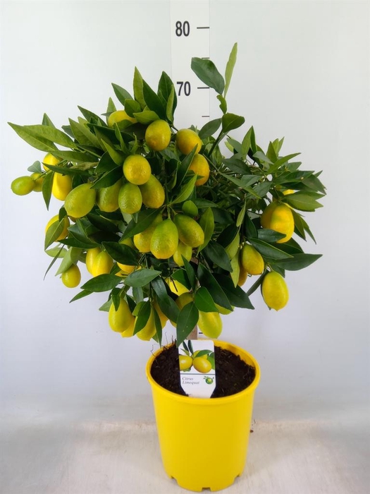 <h4>Citrus   ...</h4>