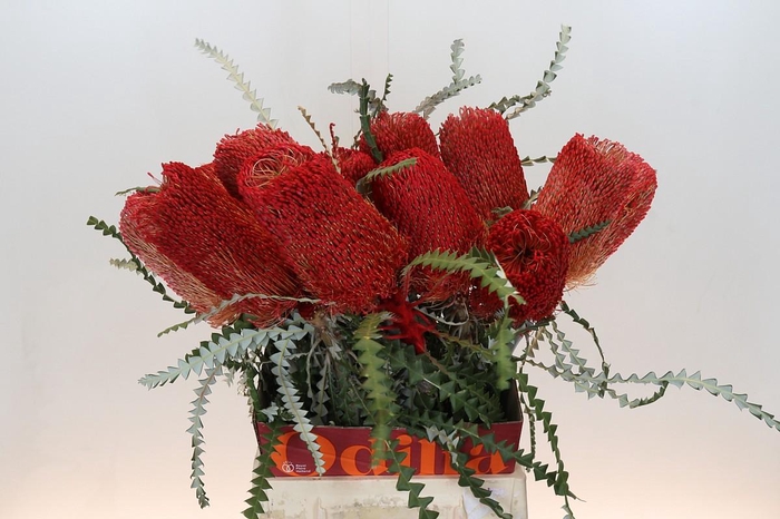 <h4>Banksia Speciosa Red</h4>