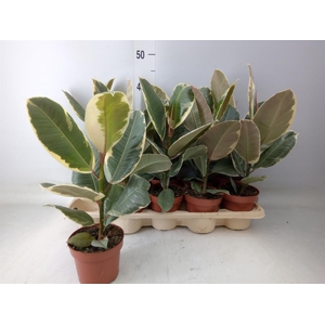 Ficus elastica 'Tineke'