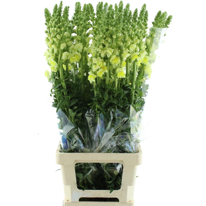 <h4>Antir Op Yellow</h4>