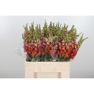 Antirrhinum Po D. Orange