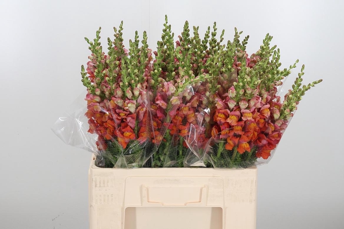 <h4>Antirrhinum Po D. Orange</h4>