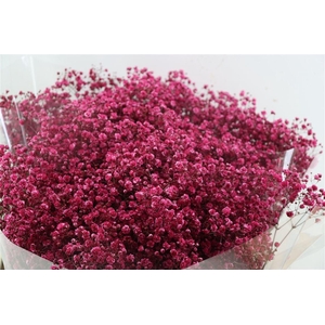 Gyps Grof Hot Pink (dip)