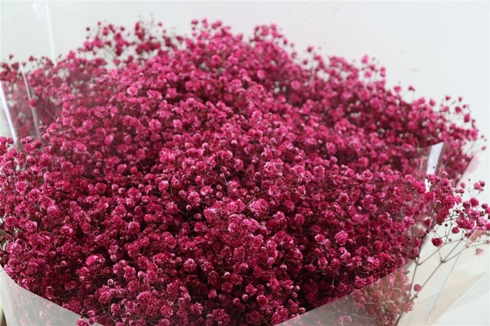 <h4>Gyps Grof Hot Pink (dip)</h4>