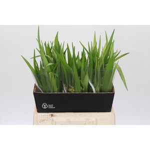 Fritillaria uva-vulpis