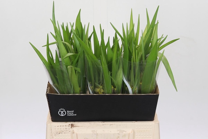 <h4>Fritillaria uva-vulpis</h4>