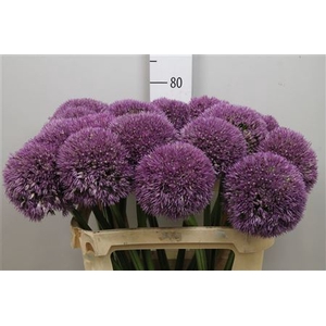 Allium Pinball Wizar