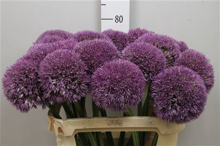 <h4>Allium Pinball Wizar</h4>