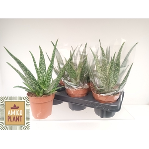 ALOE TROPICAL