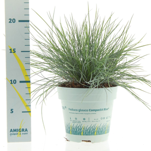 Festuca glauca CompactA Blue® 10,5cm