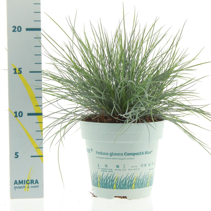 <h4>Festuca glauca CompactA Blue® 10,5cm</h4>