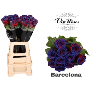 R Gr Red Naomi Barcelona X20