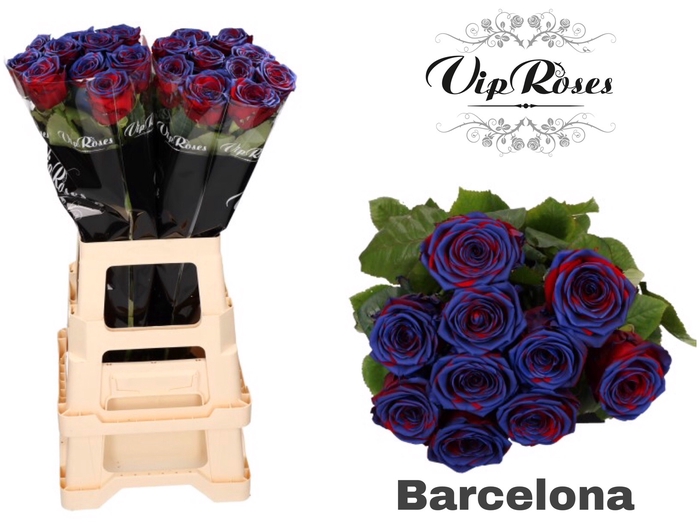 <h4>R Gr Red Naomi Barcelona X20</h4>
