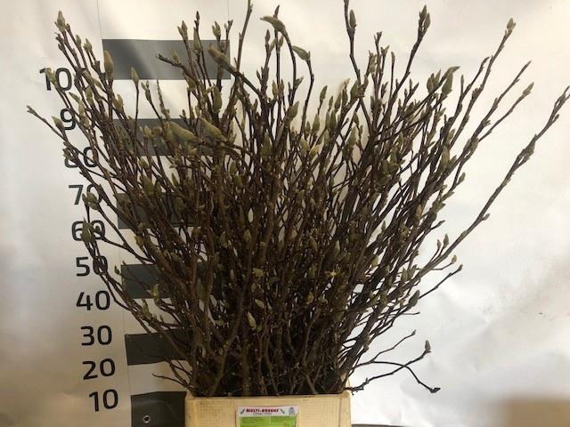 <h4>MAGNOLIA OV</h4>