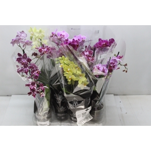 PHALAENOPSIS MINI P09 2 HT
