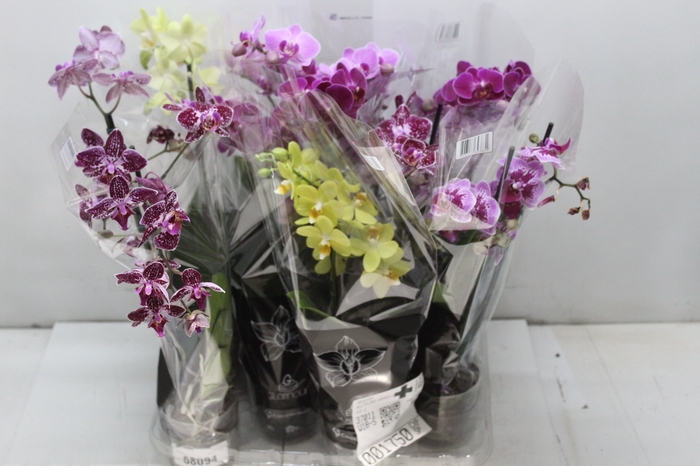 <h4>PHALAENOPSIS MINI P09 2 HT</h4>