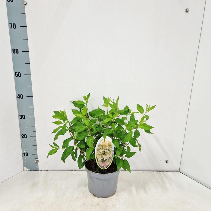<h4>Hydrangea paniculata Confetti</h4>