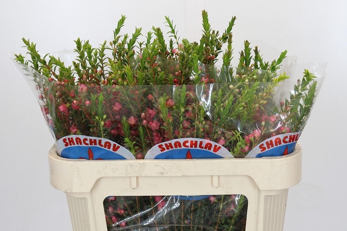 <h4>Chamecordia Rey</h4>