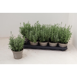 !! PROMO !! LAVANDULA ALBA P12