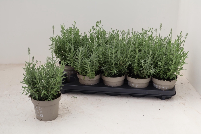 <h4>!! PROMO !! LAVANDULA ALBA P12</h4>