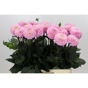 DAHLIA  'WIZARD OF OZ'