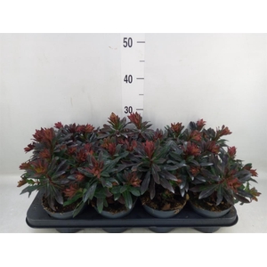 Euphorbia amygdaloides 'Purpurea'