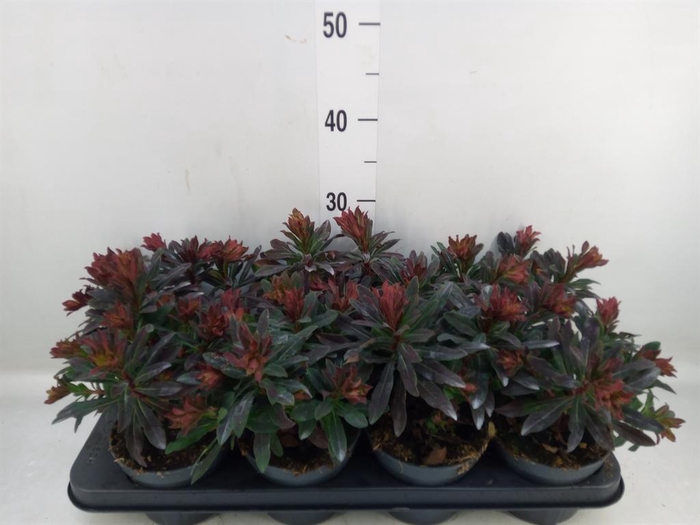 <h4>Euphorbia amygdaloides 'Purpurea'</h4>