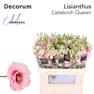 Lisianthus Celebrich queen 60cm