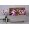 Phal Mf Gem 8 Kl