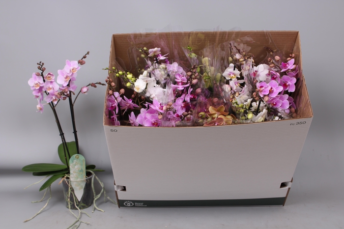 Phal Mf Gem 8 Kl