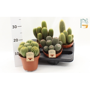 CACTUS GEM