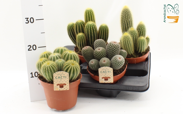 <h4>CACTUS GEM</h4>