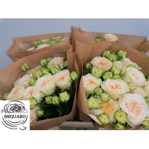 R TR GRANDMA F LILLY