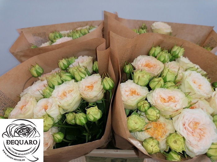 <h4>R TR GRANDMA F LILLY</h4>