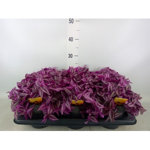 Tradescantia zebr. 'Pink Paradise'