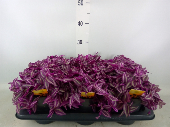 <h4>Tradescantia zebr. 'Pink Paradise'</h4>