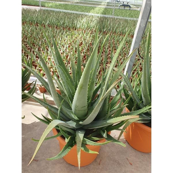 <h4>Aloe vera</h4>