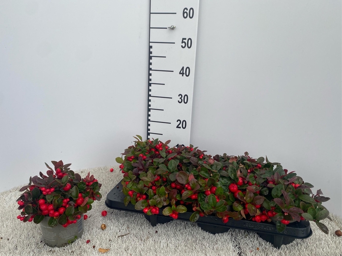 <h4>GAULTH PROCUMBENS</h4>