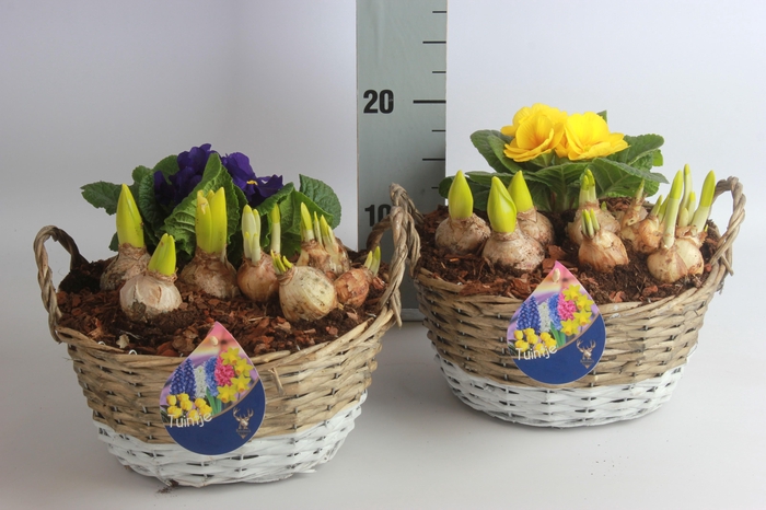 <h4>ARR BOL KNOLGEWAS</h4>