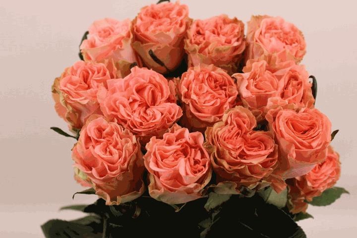 <h4>R Gr Happink</h4>