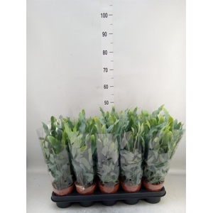 Phlebodium aureum 'Blue Star'