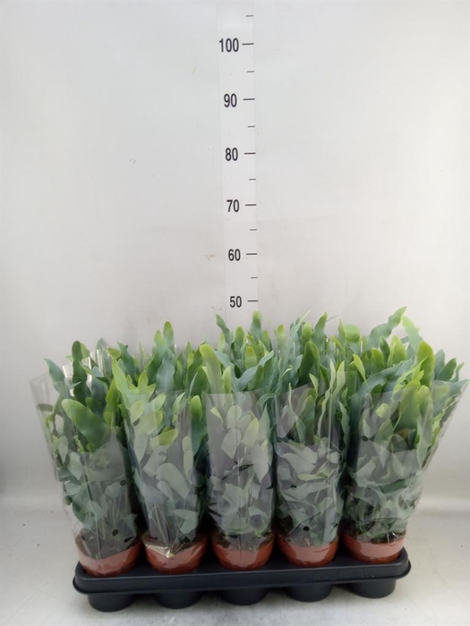 <h4>Phlebodium aureum 'Blue Star'</h4>