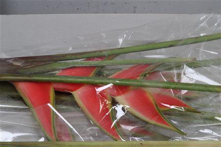 <h4>Helic Wa Red Jewel</h4>