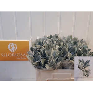 JACOBAEA SIL ANTONIA